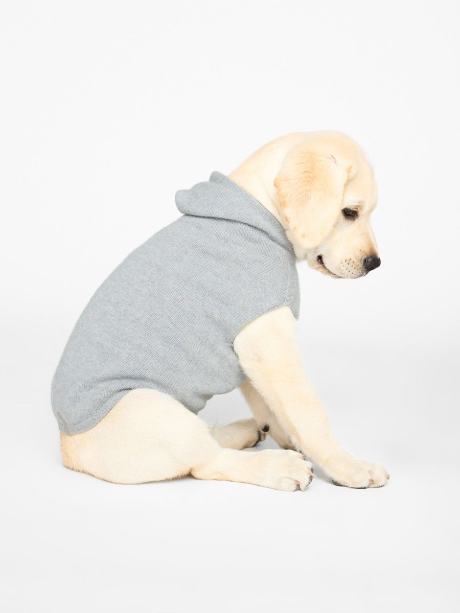 cute dog sitting sideways wearing a gray brochu dog sweater