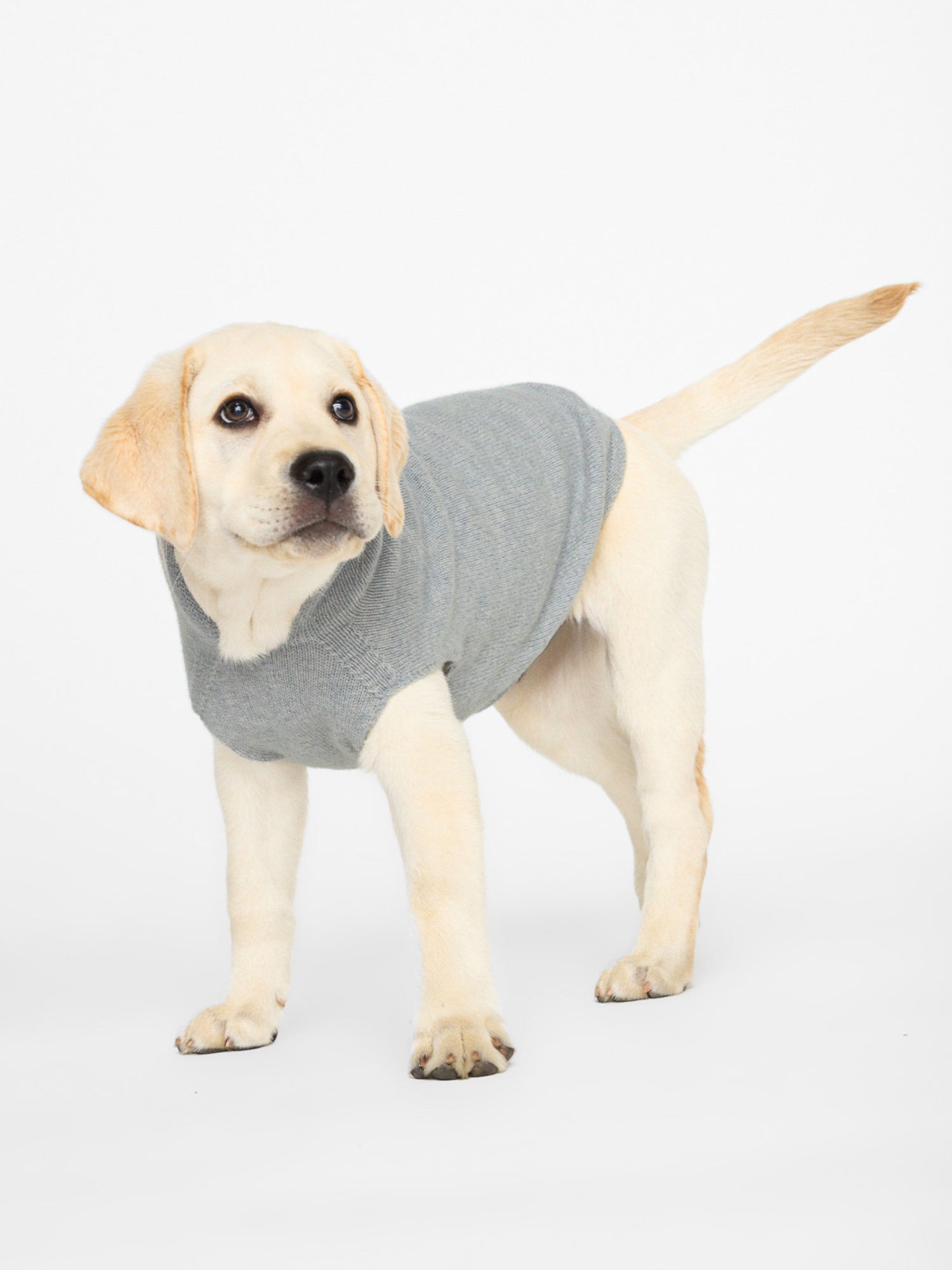 Cashmere grey dog hoodie side view 2