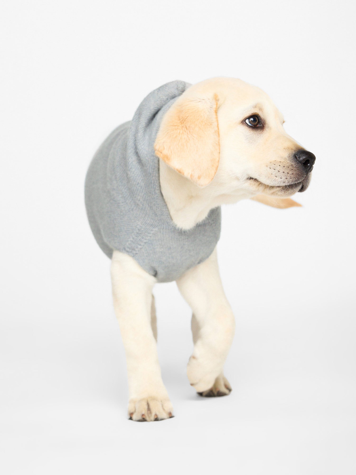 Cashmere grey dog hoodie front view 3