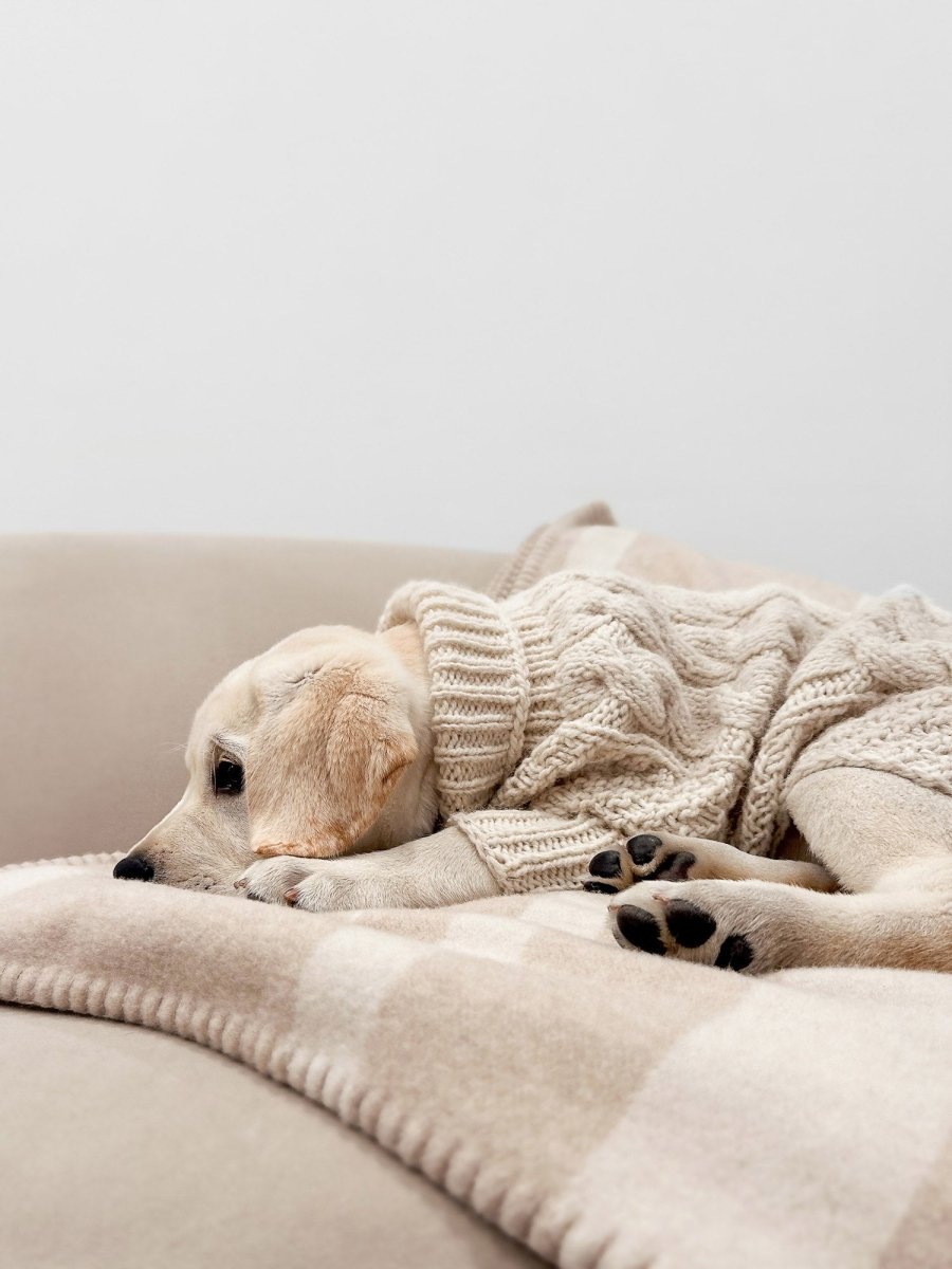 Women's Cable Dog Sweater in Beige | Brochu Walker XS