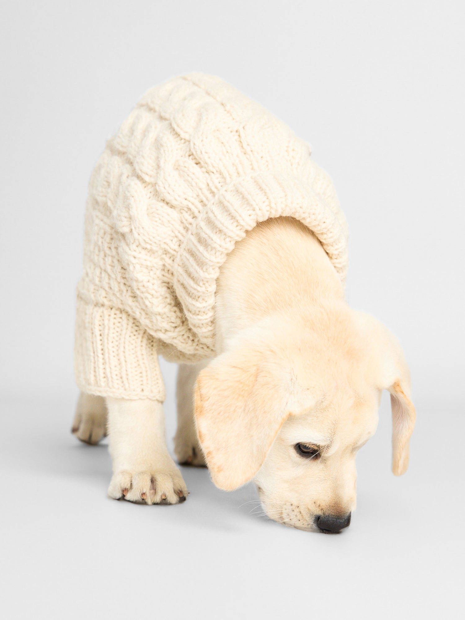 Cable knit neutral dog sweater front view 2